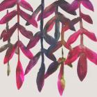 Fuchsia Vine I