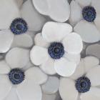 White Anemone I