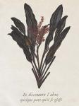 Seaweed Study I