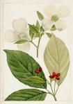 Antique Flowering Trees III