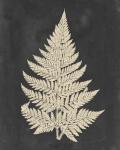 Linen Fern I