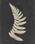 Linen Fern IV