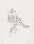 Avian Study  I