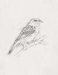 Avian Study  II