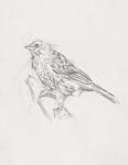 Avian Study  III