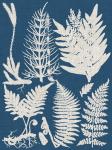 Linen & Blue Ferns II