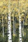 Birch Treeline II