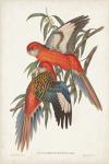 Tropical Parrots I