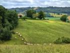 Pastoral Countryside V