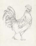 Rooster Sketch I