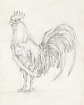 Rooster Sketch II