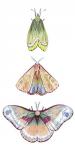 Moth Fairies II