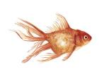 Ornamental Goldfish II