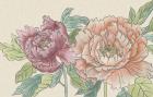 Peony Blooms IV