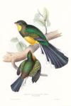 Tropical Trogons I