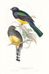 Tropical Trogons II