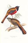 Tropical Trogons IV