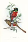 Tropical Trogons V