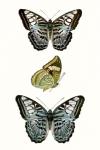 Butterfly Specimen I