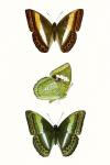 Butterfly Specimen III
