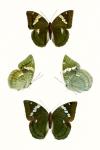 Butterfly Specimen V