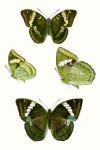 Butterfly Specimen VII