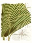 Palm Melange I