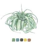 Air Plant Study I