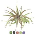 Air Plant Study II