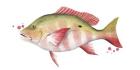 Chromatic Catch II