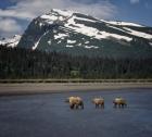 Bear Life V