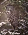 Owl in the Snow I