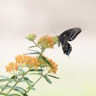 Butterfly Portrait II