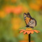 Butterfly Portrait IV