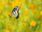 Butterfly Portrait VIII