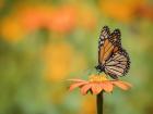 Butterfly Portrait IX