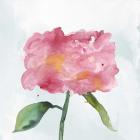 Joyful Peony IV