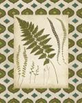 Moroccan Ferns II