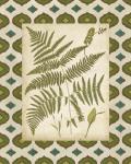 Moroccan Ferns IV