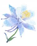 Columbine Bloom I