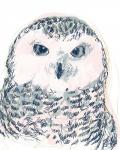 Funky Owl Portrait IV