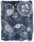 Moon Jellies II