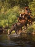 River Horses I