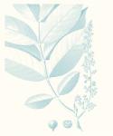 Botanical Study in Spa VI