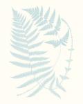 Serene Ferns III