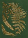 Gilded Ferns I