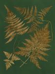 Gilded Ferns II