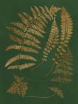 Gilded Ferns III