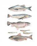 Fish Composition I