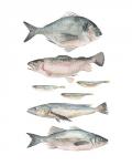 Fish Composition II